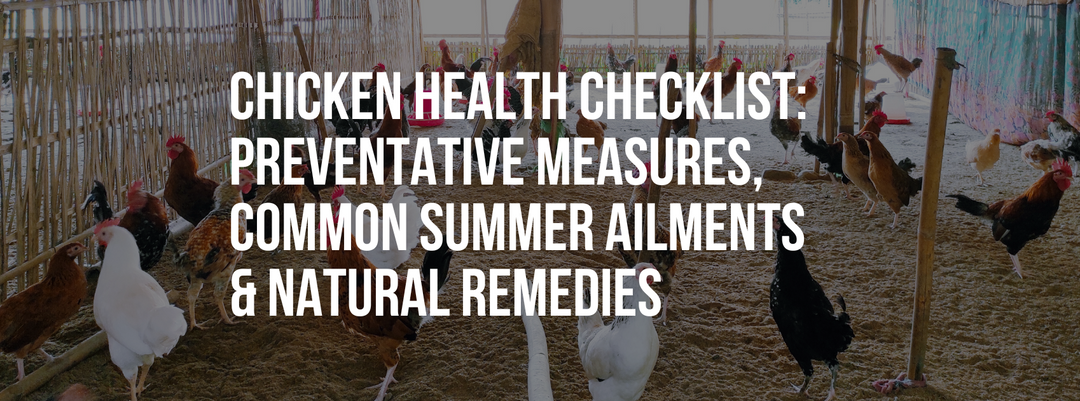 Chicken Health Checklist: Preventative Measures, Common Summer Ailments & Natural Remedies