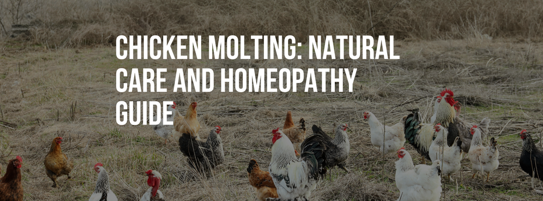 Chicken Molting: Natural Care and Homeopathy Guide