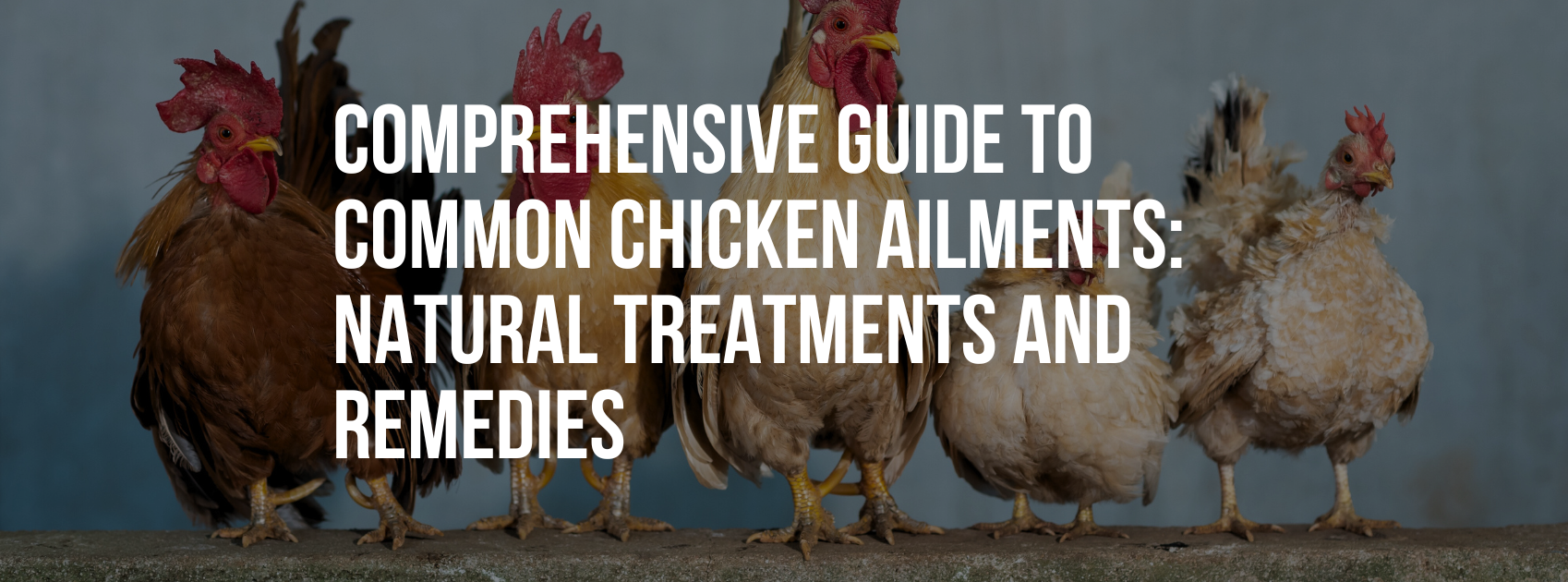 Comprehensive guide to common chicken ailments: Natural treatments and remedies