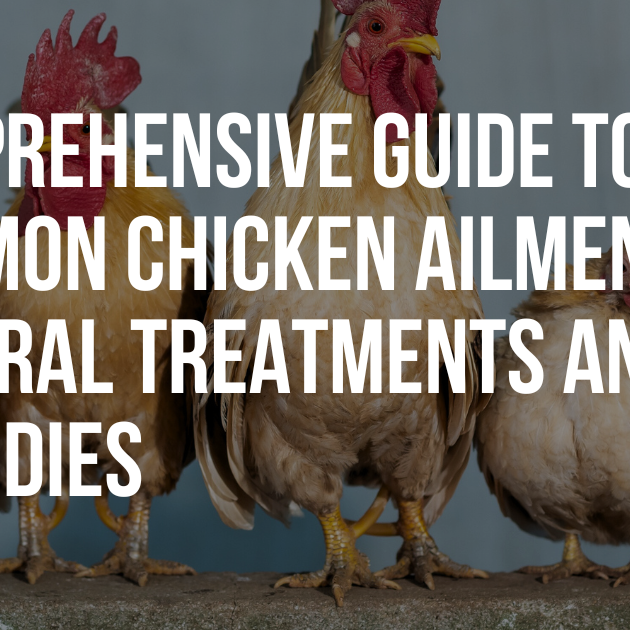 Comprehensive guide to common chicken ailments: Natural treatments and remedies