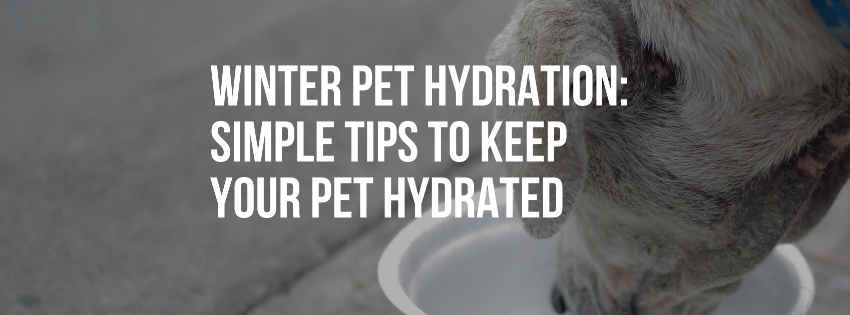 Winter Pet Hydration: Simple Tips to Keep Your Pet Healthy and Hydrated