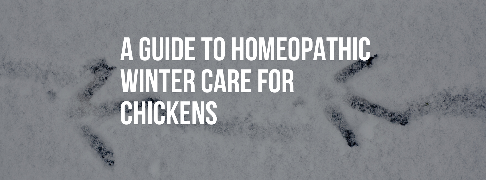 A Guide to Homeopathic Winter Care for Chickens