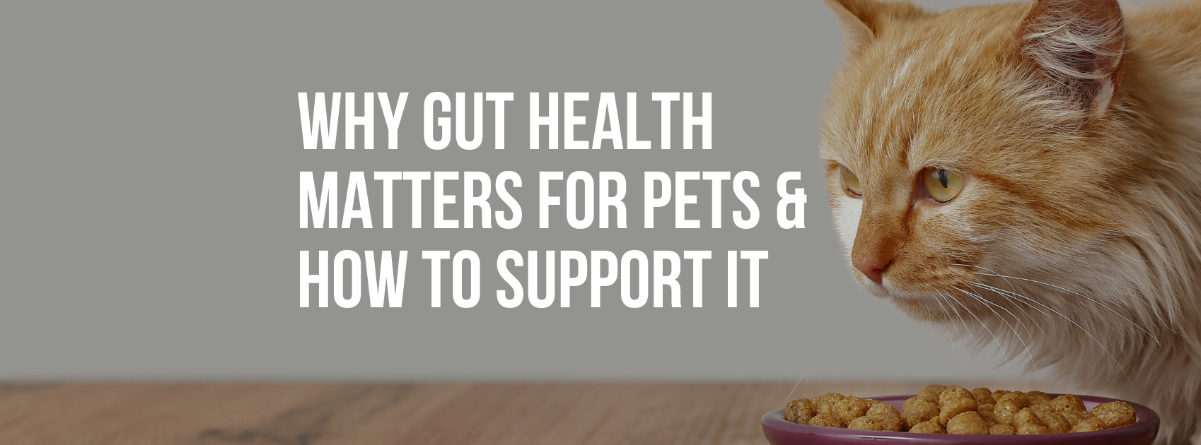 Why Gut Health Matters for Pets & How to Support It Naturally