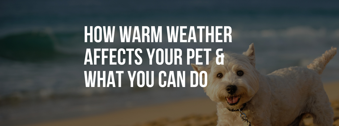 How Warm Weather Affects Your Pet & What You Can Do