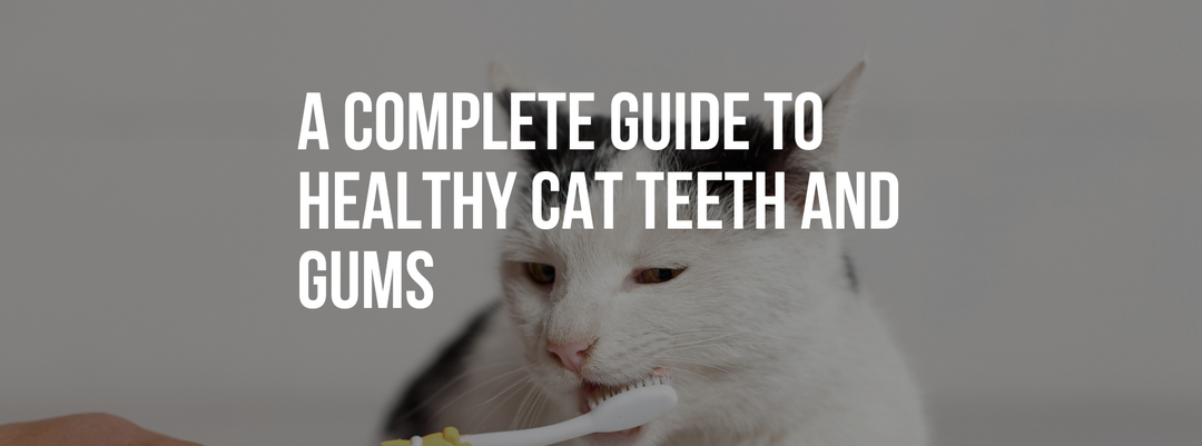 A Complete Guide to Healthy Cat Teeth and Gums