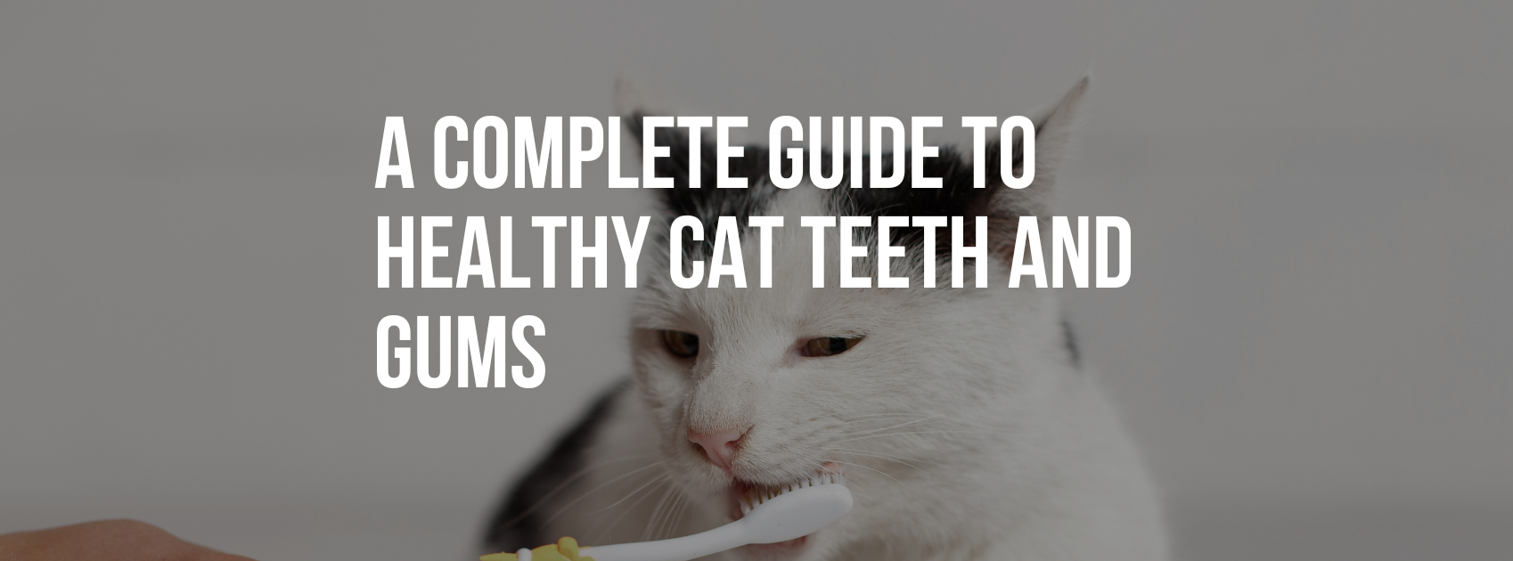 A Complete Guide to Healthy Cat Teeth and Gums