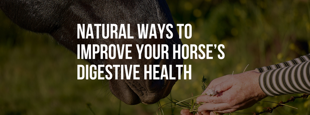 Natural Ways to Improve Your Horse’s Digestive Health