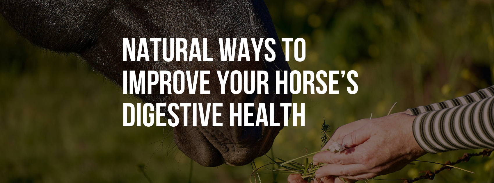 Natural Ways to Improve Your Horse’s Digestive Health