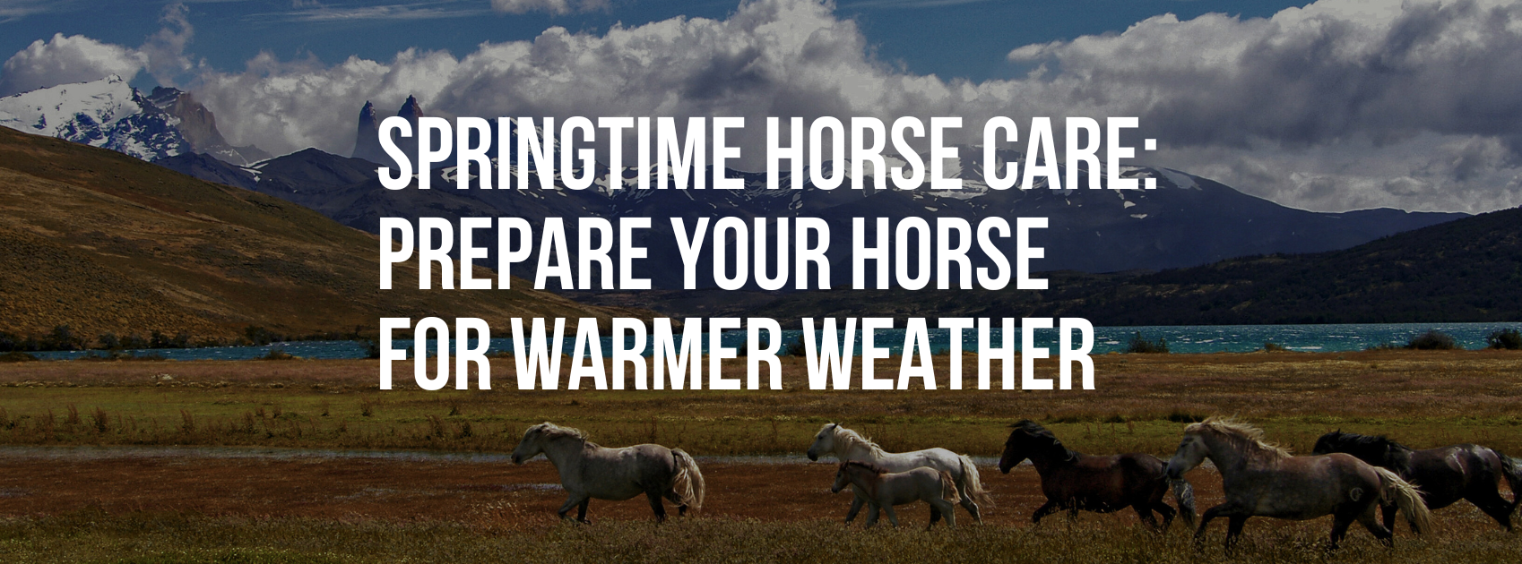 Springtime Horse Care: How to Prepare Your Horse for Warmer Weather