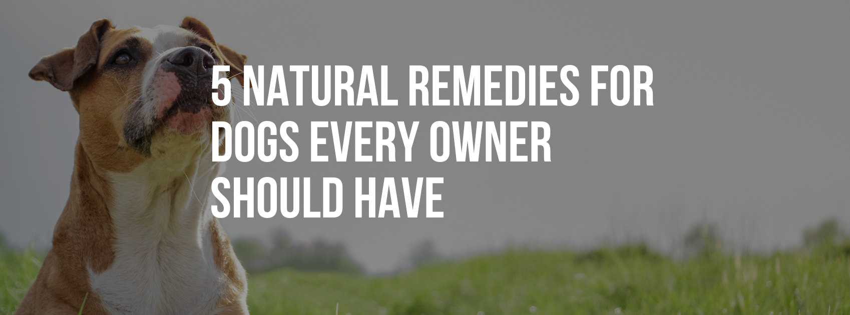 5 Natural Remedies for Dogs Every Owner Should Have