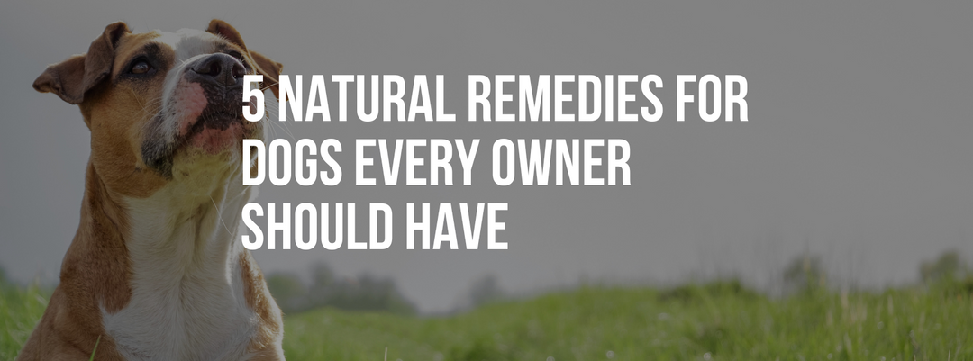 5 Natural Remedies for Dogs Every Owner Should Have