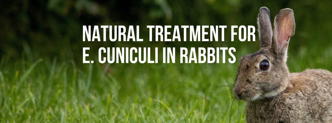Natural Treatment for E. cuniculi in Rabbits
