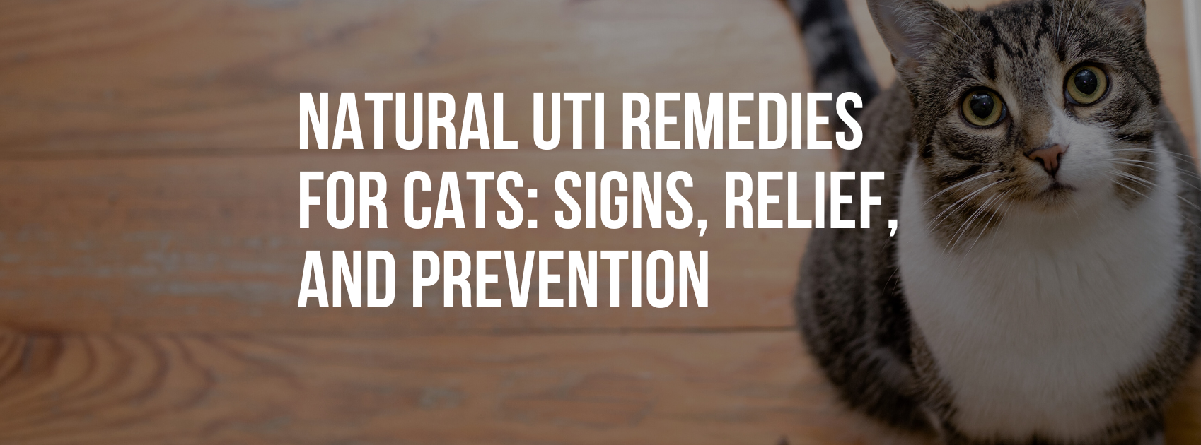 Natural UTI Remedies for Cats: Signs, Relief, and Prevention