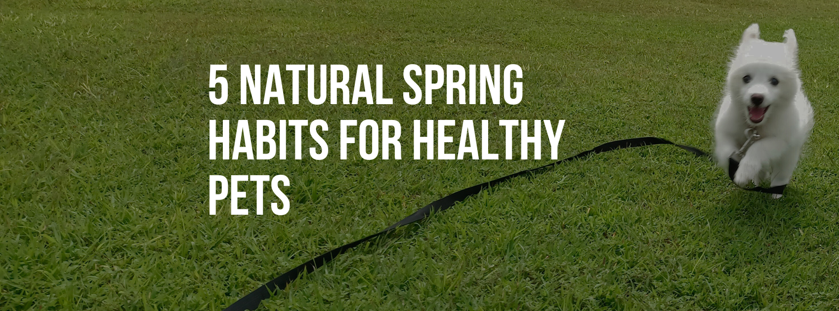 5 Natural Spring Habits for Healthy Pets