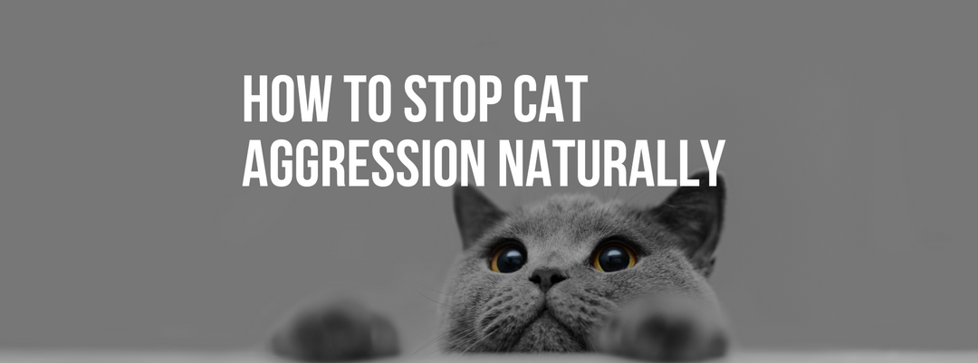 How to Stop Cat Aggression Naturally: 5 Proven Tips for Behavior Issues in Cats