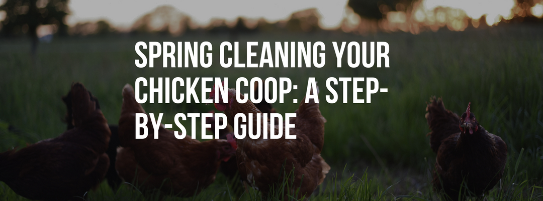 Spring Cleaning Your Chicken Coop: A Step-by-Step Guide for a Healthier Flock