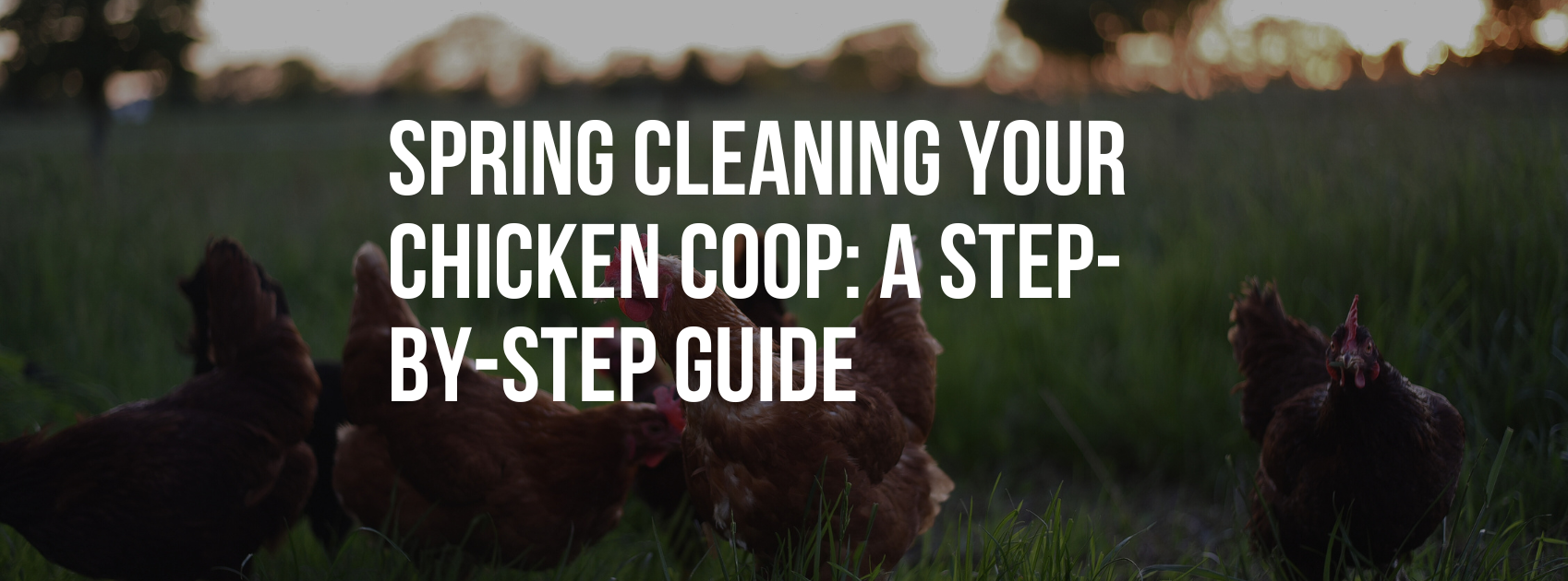 Spring Cleaning Your Chicken Coop: A Step-by-Step Guide for a Healthier Flock