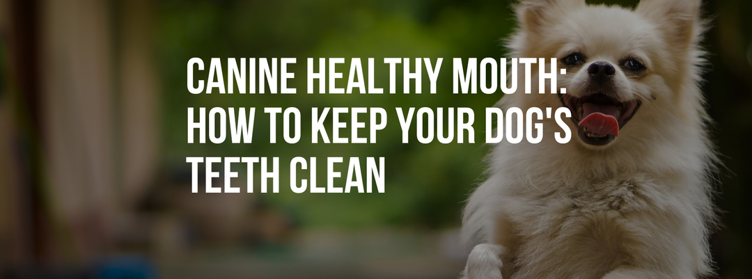 Canine Healthy Mouth: How to Keep Your Dog's Teeth Clean