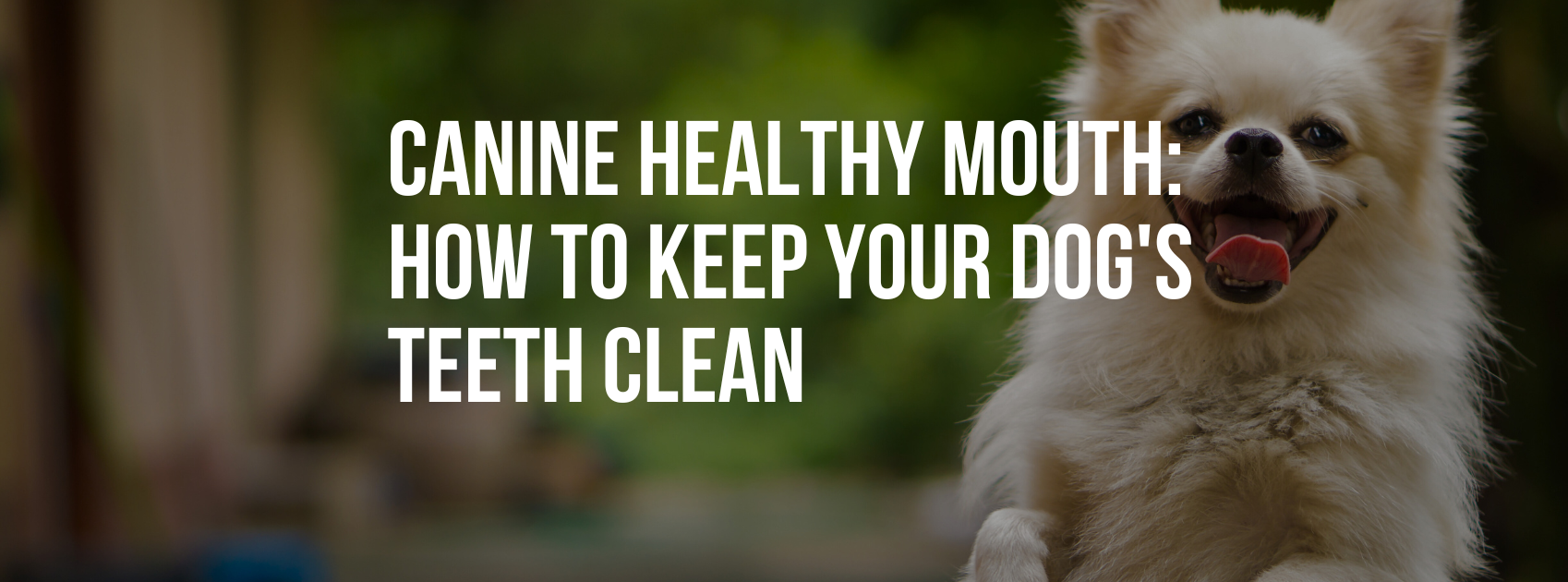 Canine Healthy Mouth: How to Keep Your Dog's Teeth Clean