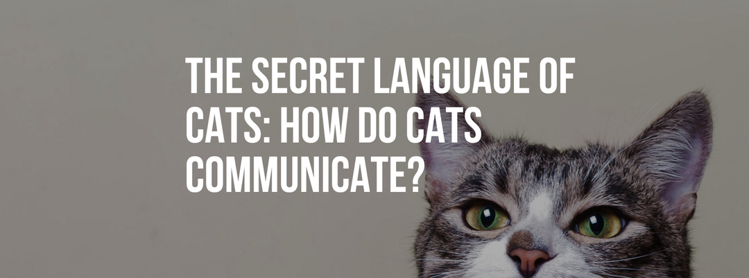 The Secret Language of Cats: How do Cats Communicate?
