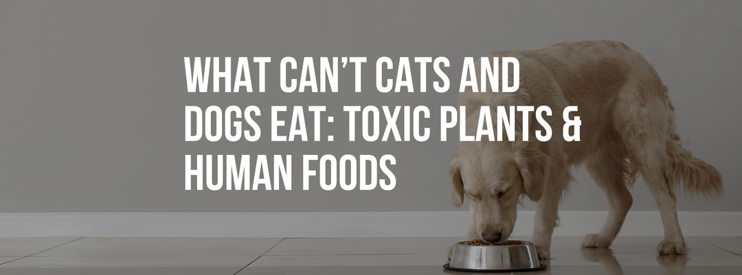 What Can’t Cats and Dogs Eat: Toxic Plants & Human Foods