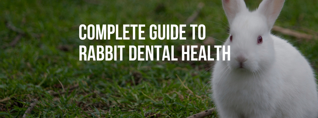 Complete Guide to Rabbit Dental Health: Prevention, Treatment & Natural Care
