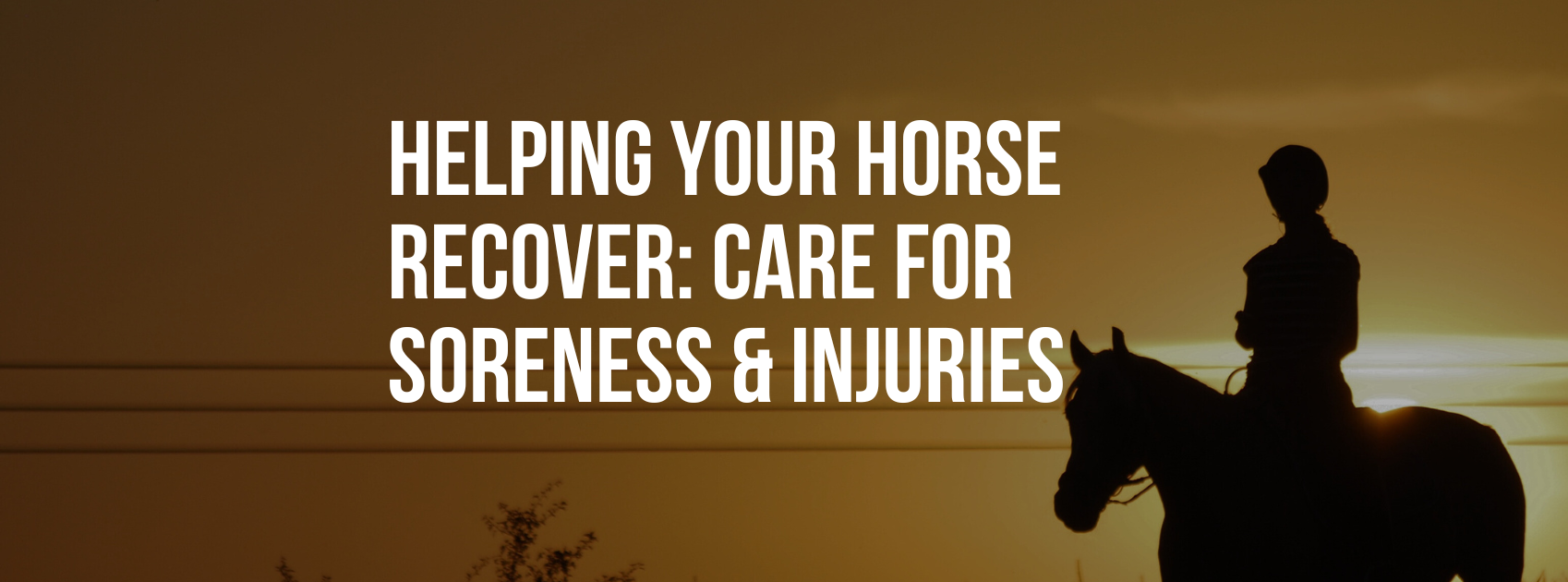 Helping Your Horse Recover: Natural Care for Soreness & Injuries