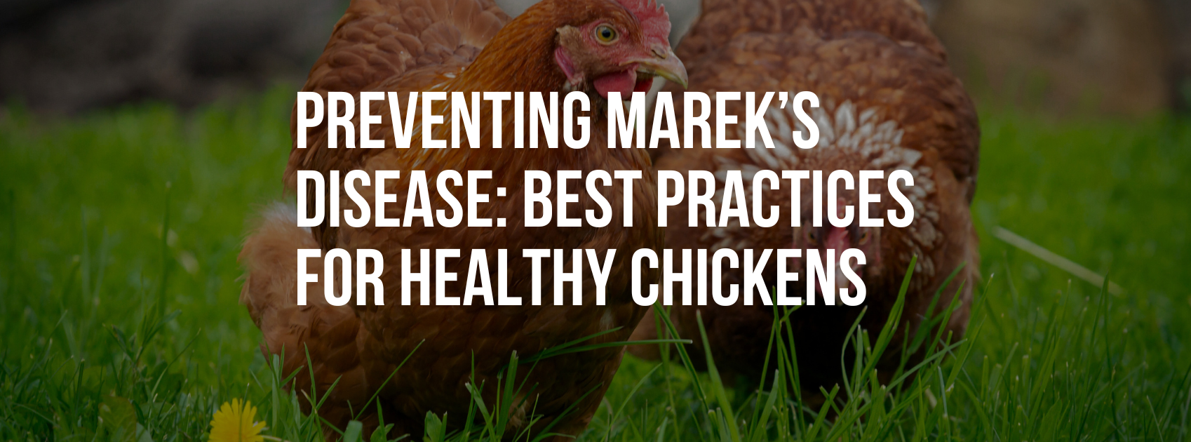 Preventing Marek’s Disease: Best Practices for Healthy Chickens