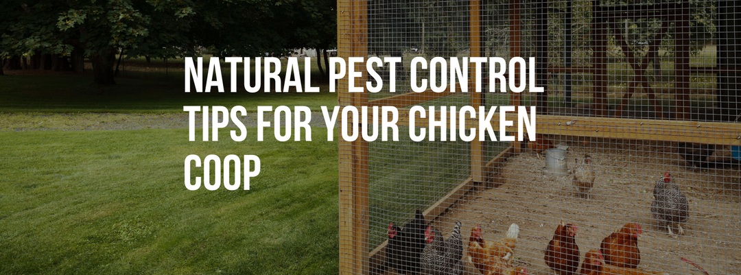 Natural Pest Control Tips for Your Chicken Coop