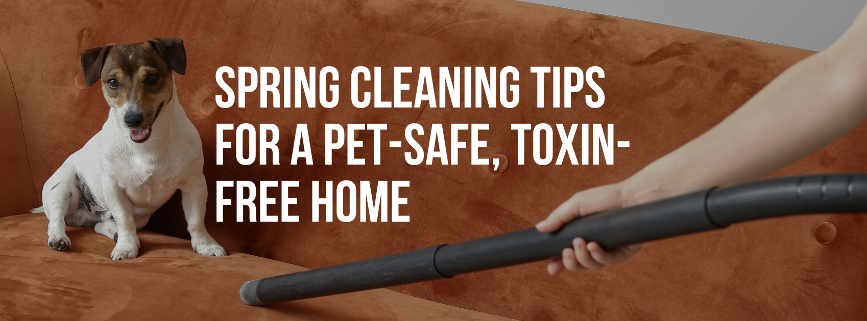 Spring Cleaning Tips for a Pet-Safe, Toxin-Free Home