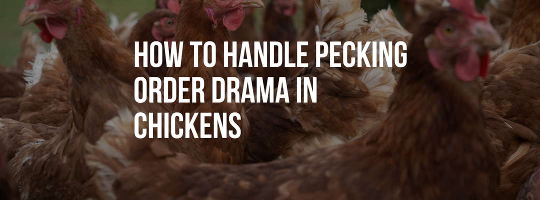How to Handle Pecking Order Drama in Chickens