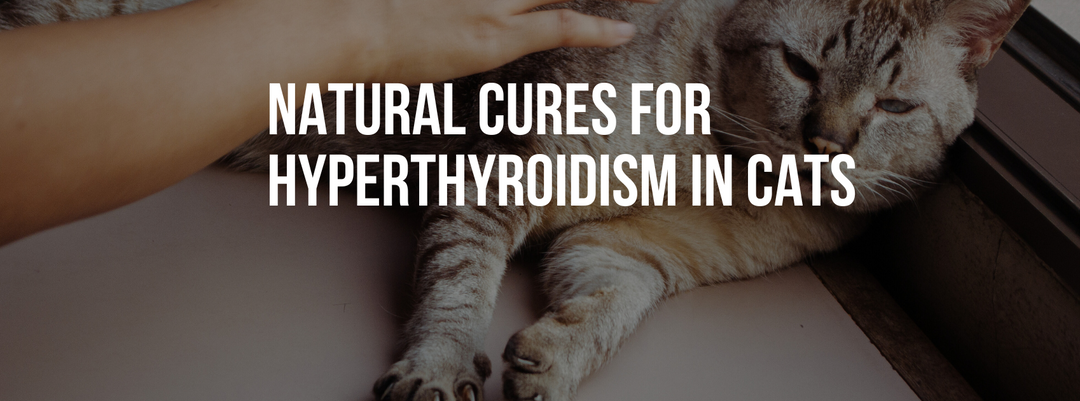 Natural Cures for Hyperthyroidism in Cats