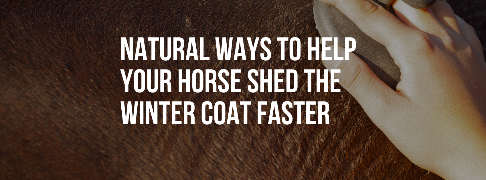 Natural Ways to Help Your Horse Shed The Winter Coat Faster