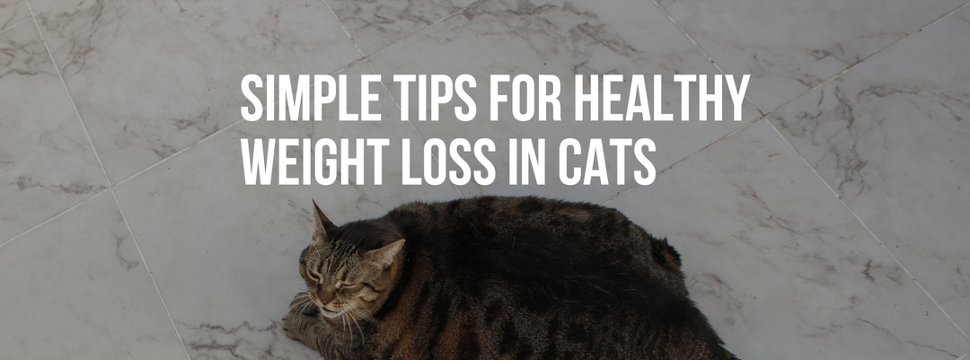 Simple Tips for Healthy Weight Loss in Cats