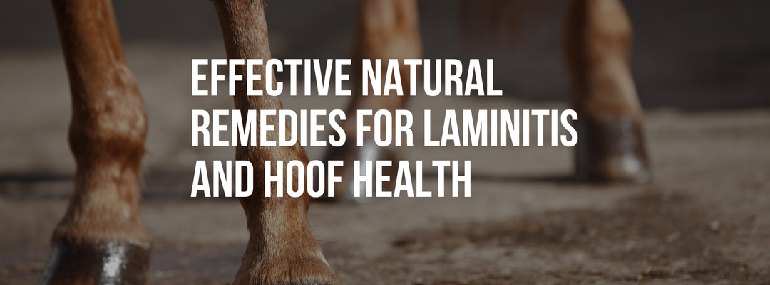Effective Natural Remedies for Laminitis and Hoof Health