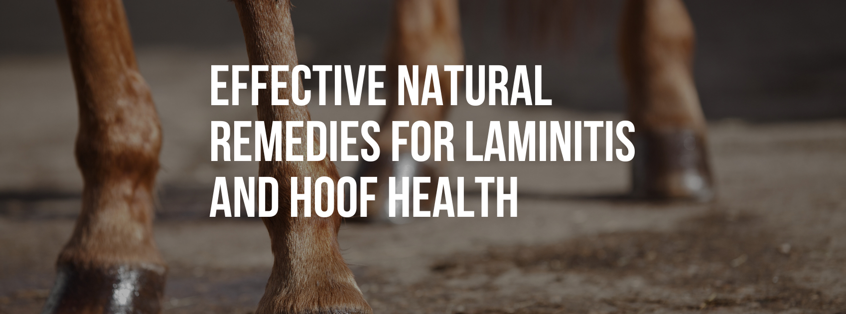 Effective Natural Remedies for Laminitis and Hoof Health