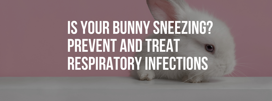 Is Your Bunny Sneezing? Prevent and Treat Respiratory Infections in Rabbits