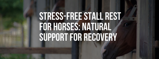 Stress-Free Stall Rest for Horses: Tips and Natural Support for Recovery