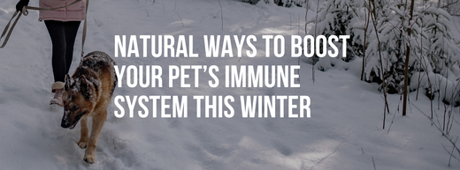 Natural Ways to Boost Your Pet’s Immune System This Winter