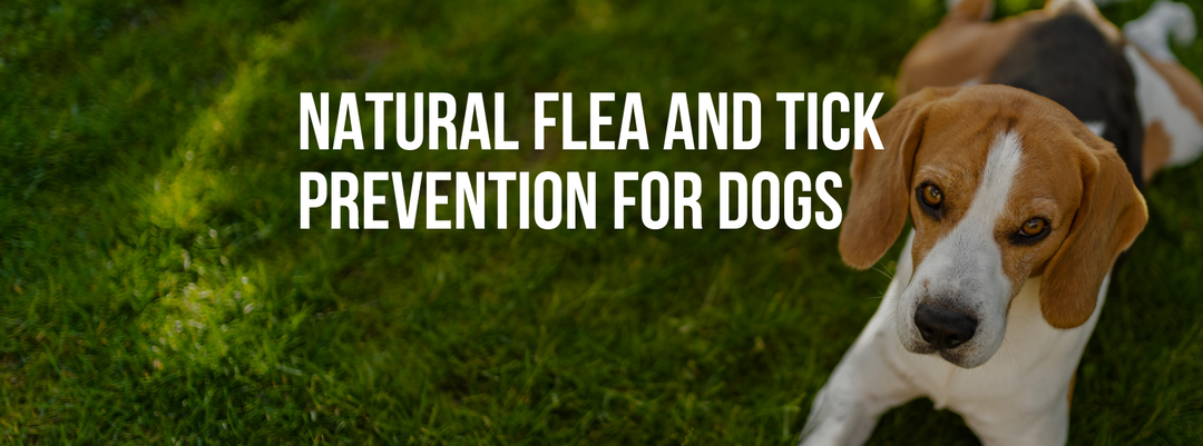 Natural Flea and Tick Prevention for Dogs