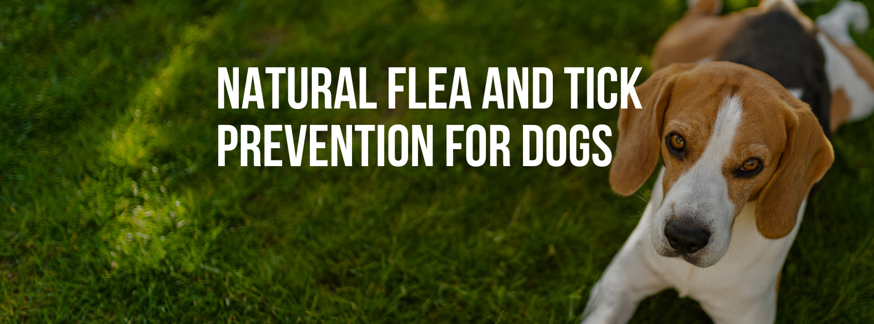 Natural Flea and Tick Prevention for Dogs