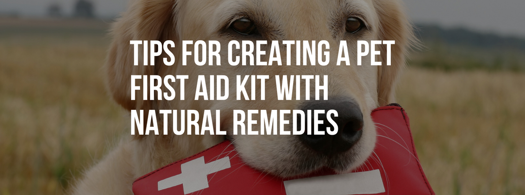 Essential Tips for Creating a Pet First Aid Kit with Natural Remedies