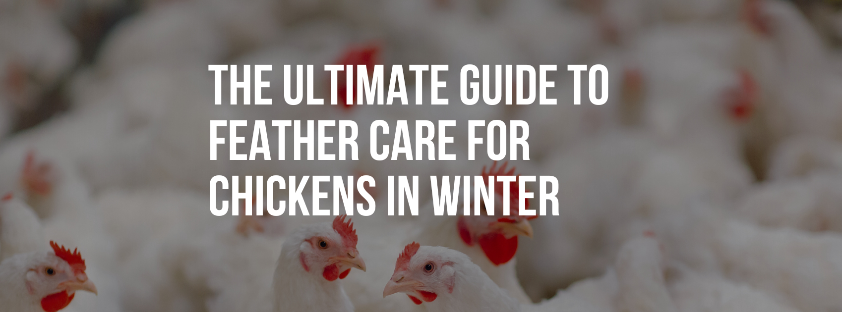 The Ultimate Guide to Feather Care for Chickens in Winter