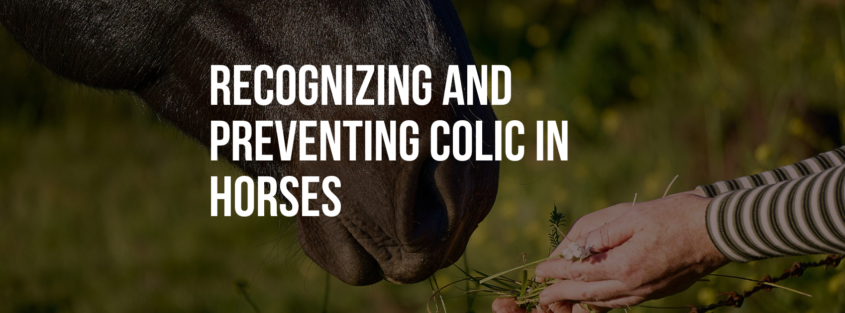 Recognizing and Preventing Colic in Horses: What You Need to Know