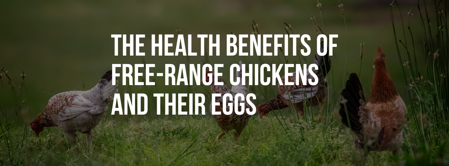 The Health Benefits of Free-Range Chickens and Their Eggs