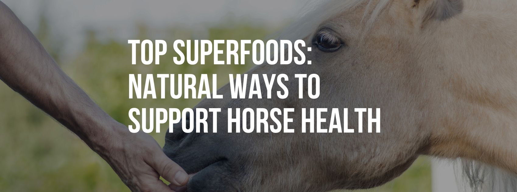 Top Superfoods: Natural Ways to Support Horse Health