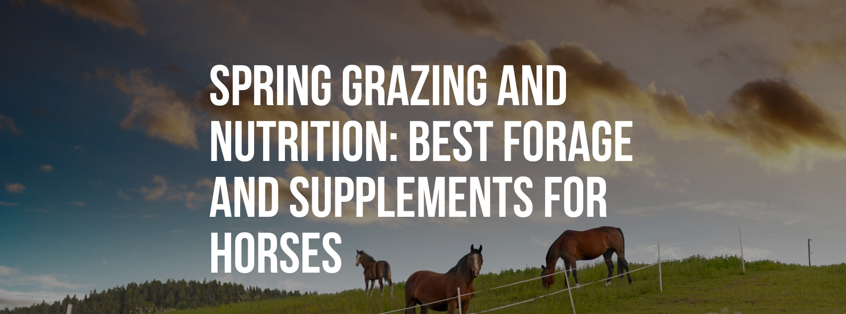 Spring Grazing and Nutrition: The Best Forage and Supplements for Horses