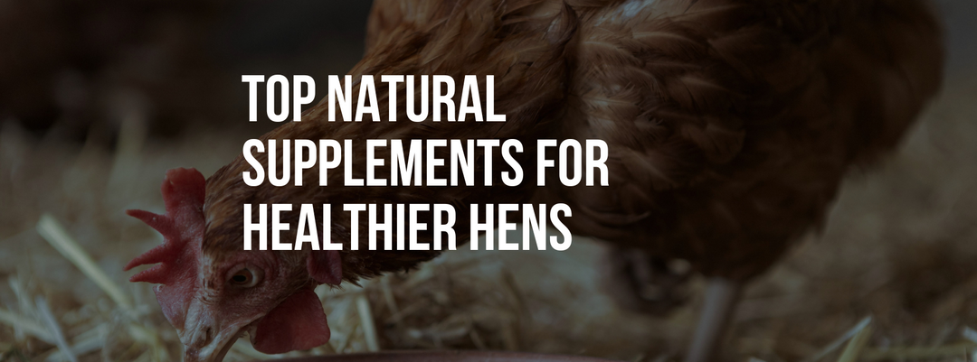 Top Natural Supplements for Healthier Chickens and Stronger Eggs