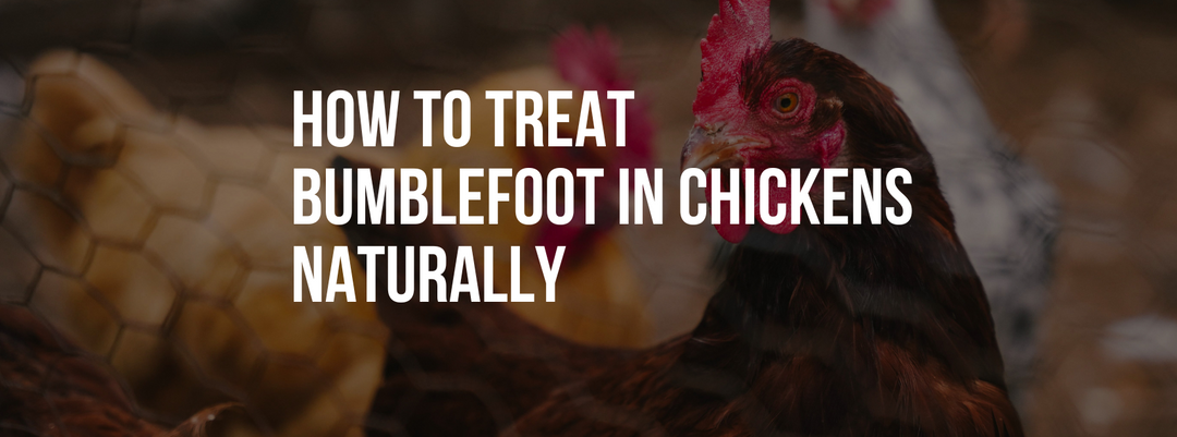 How to Treat Bumblefoot in Chickens Naturally