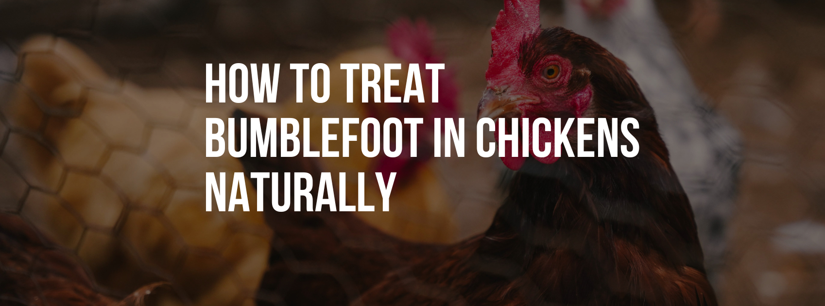 How to Treat Bumblefoot in Chickens Naturally